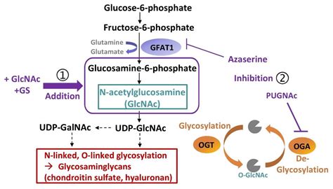 Glucose 6 Phosphate To Fructose 6 Phosphate