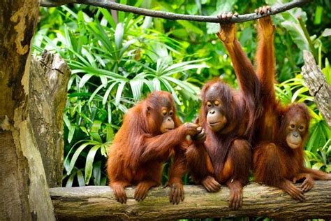 Semenggoh Wildlife Centre (Afternoon Feeding) 2023 - Kuching