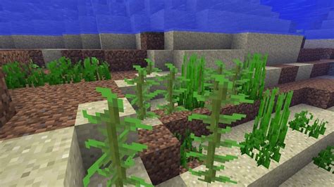 How to grow kelp in Minecraft