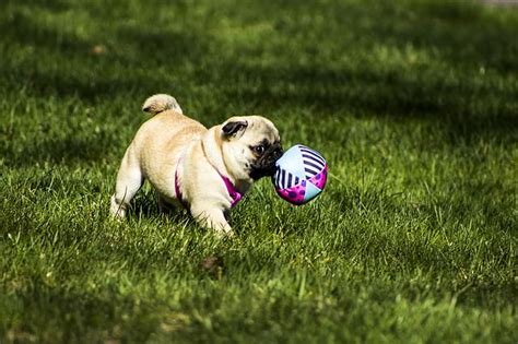 3 Ways To Keep Your Pug Happy & Healthy – iHeartDogs.com