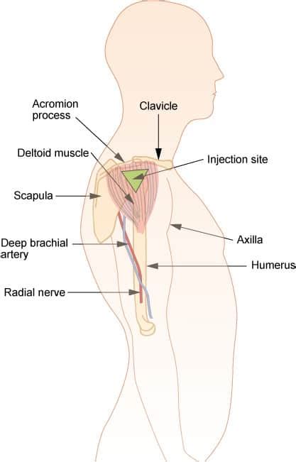 Best Vitamin B12 Injection Sites: Where to Give Shots • PA Relief