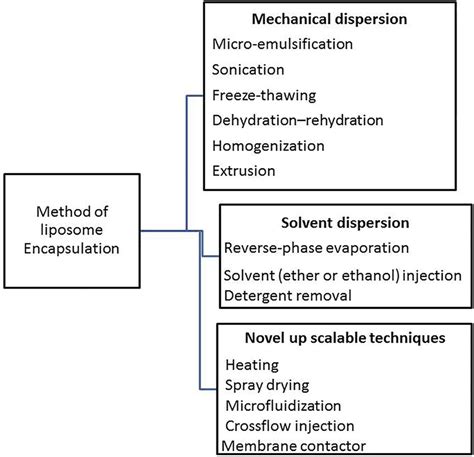 | Schematic description of hydrophilic and lipophilic enzyme... | Download Scientific Diagram