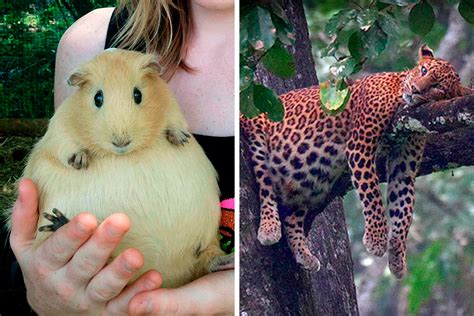 50 Times People Spotted An Adorable Pregnant Animal And Just Had To ...