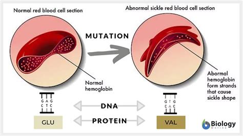 Polymorphism - Definition and Examples - Biology Online Dictionary