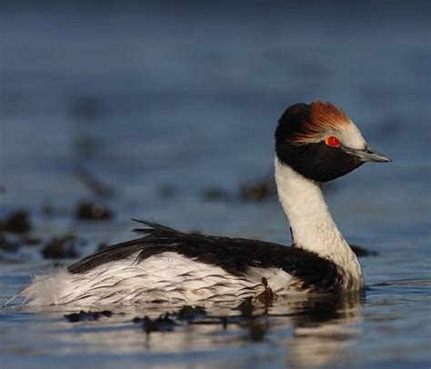 10,000 Birds Is The Hooded Grebe About To Go Extinct? - 10,000 Birds