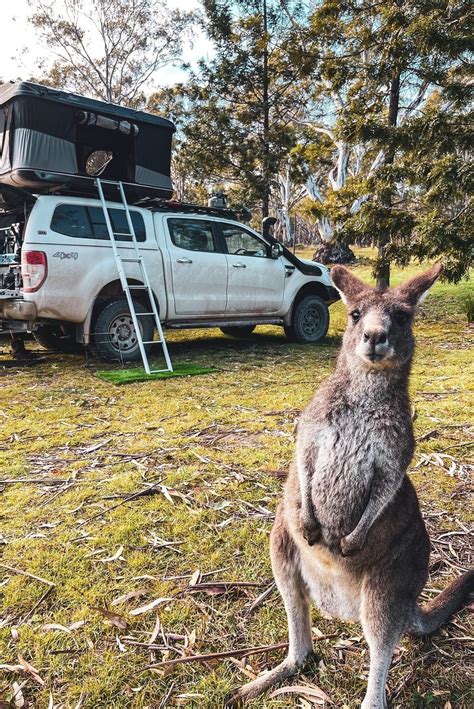 Camping Life, Camping Trips, Adventure Camping, Wildlife Of Australia ...