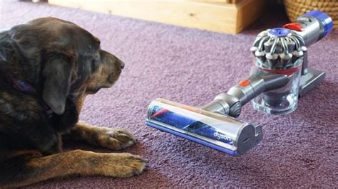 Dyson V8 Animal Review | Trusted Reviews