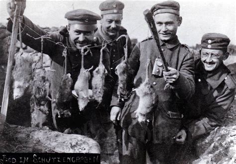 WWI Trench Rats: How Did Soldiers Get Rid Of Fearless Trench Rats