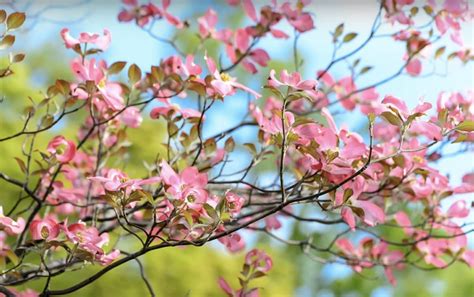 Caring for a Flowering Dogwood Tree - Gardening Channel