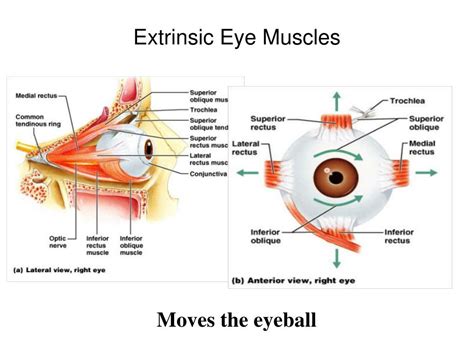 PPT - The eye is in the orbit of the skull for protection. PowerPoint ...