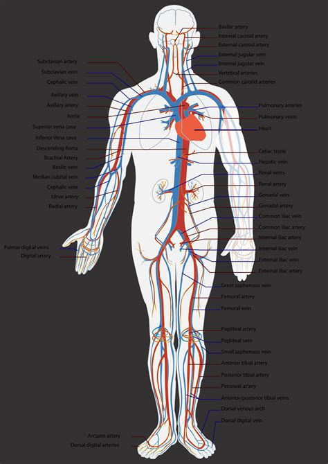 How Open vs Closed Circulatory Systems Function