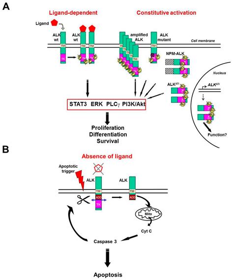 Cancers | Free Full-Text | Targeting ALK in Cancer: Therapeutic Potential of Proapoptotic Peptides