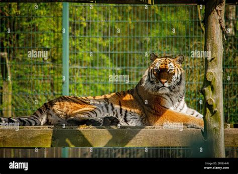 Blackpool Zoo Animals Stock Photo - Alamy