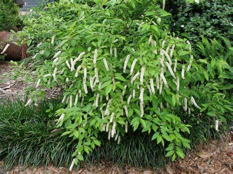 A great native shrub for Louisiana landscapes