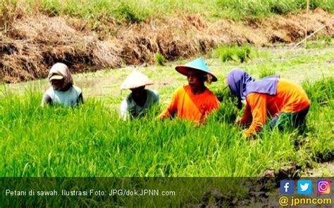 Modernisasi Pertanian Jadi Andalan Hadapi Globalisasi