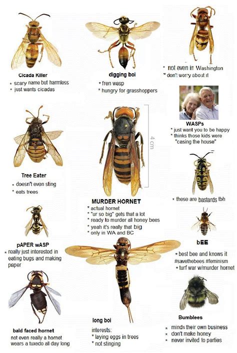 how to identify murder hornets : MurderHornets