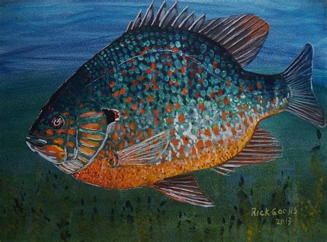 Pumpkin Seed Sunfish Painting by Richard Goohs