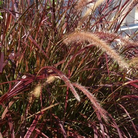 Purple Fountain Grasses for Sale – FastGrowingTrees.com