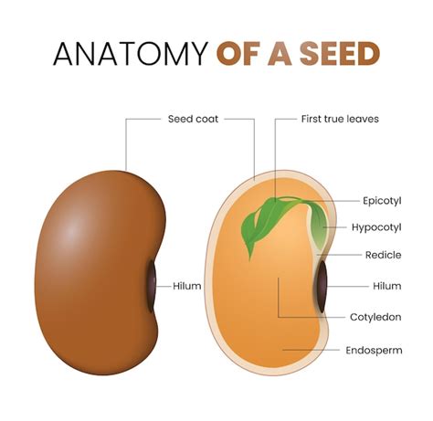 Premium Vector | Illustration of bean seed anatomy