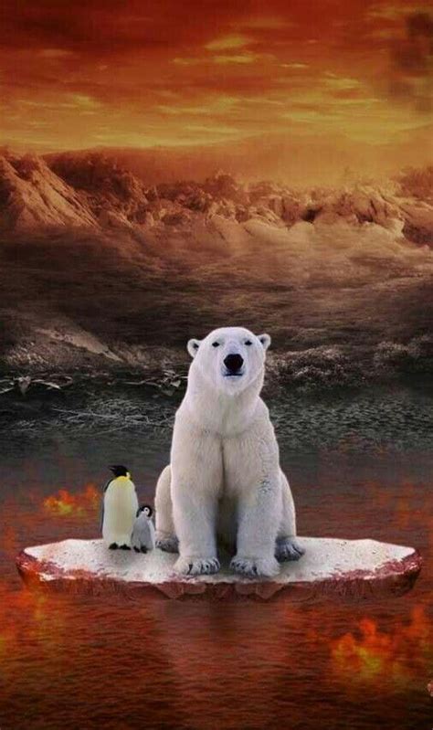 Bear Pictures, Funny Animal Pictures, Funny Animals, Photomontage ...