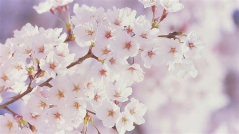 Free Spring Flowers Wallpaper Backgrounds | Best Flower Site