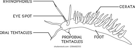 Coloring Page External Anatomy Aeolid Nudibranch Stock Vector (Royalty ...