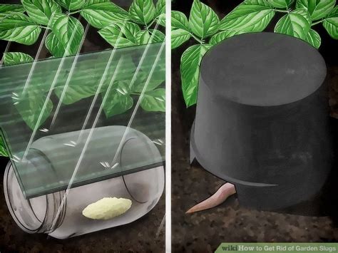 4 Ways to Get Rid of Garden Slugs - wikiHow