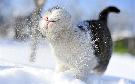 Animals in the snow wallpaper | 1920x1200 | #74408