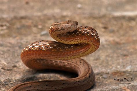 How To Identify and Avoid The World's Most Venomous Snakes » Explorersweb