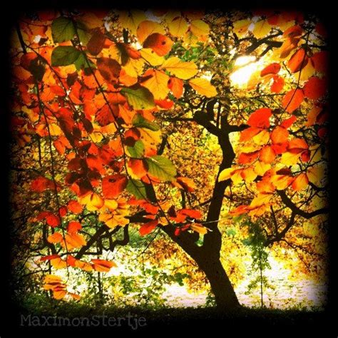 Fall Photography Autumn Tree Fine Art Nature by Maximonstertje, €21,63 ...