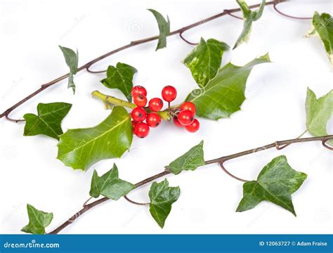 Holly And Ivy Royalty Free Stock Photography - Image: 12063727