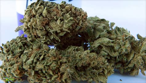 Super Skunk Marijuana Strain (Review)