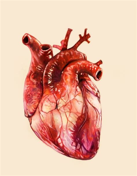 Heart Study, an art print by Morgan Davidson | Anatomical heart art, Heart drawing, Human ...