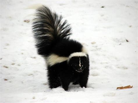 Skunks and Stink, stink badgers HD wallpaper | Pxfuel