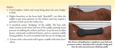 Saddle Fitting Guide (CIRCLE Y) – Country Scene Saddlery and Pet Supplies