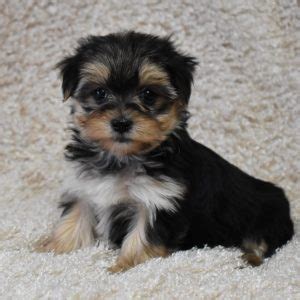 Morkie Puppies - Wilkins Kountry Kennel