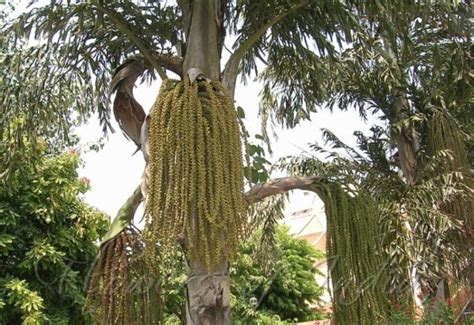 Buy SHOP 360 GARDEN Caryota Urens, Fish Tail Palm, Kithul Tree, Solitary fishtail palm, Toddy ...