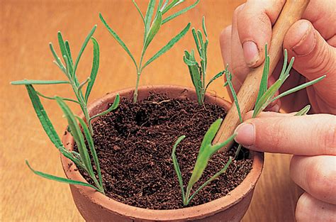 How to take lavender cuttings