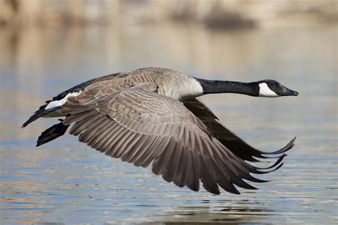 Canada Goose | Audubon Field Guide