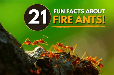 21 Facts About Fire Ants - ExperiGreen