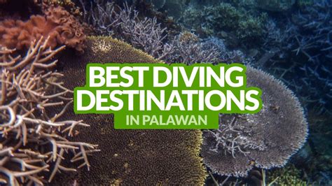 Best Diving Sites in Palawan — Palawan Island