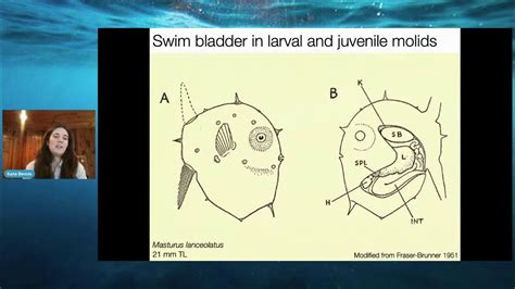 Kate Bemis | Comparative Anatomy and Ontogeny of Ocean Sunfishes (Tetraodontiformes: Molidae ...