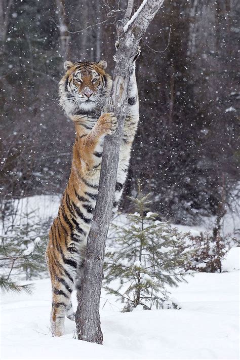 Siberian Tiger - FM Forums | Exotic pets, Majestic animals, Animals