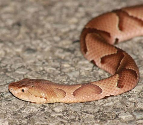 The Northern Copperhead Bite