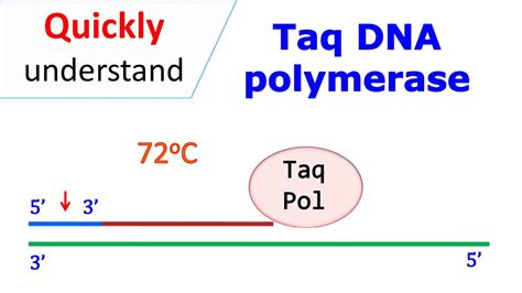 What Does Dna Polymerase Do In Pcr at John Phelps blog