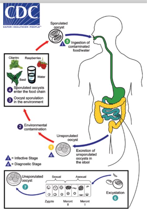 Cyclospora infections continue to increase; no common source found yet | Food Safety News