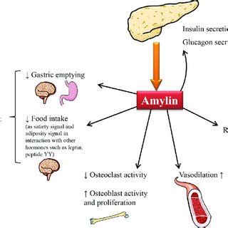 (PDF) Protein aggregates and proteostasis in aging: Amylin and β-cell ...