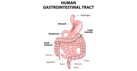 All About the Upper GI Tract - Birmingham Gastroenterology Associates