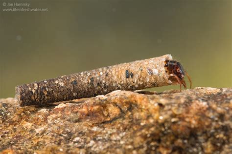 Case-building caddisfly larva (Trichoptera) – Clean Water Education Partnership (CWEP)