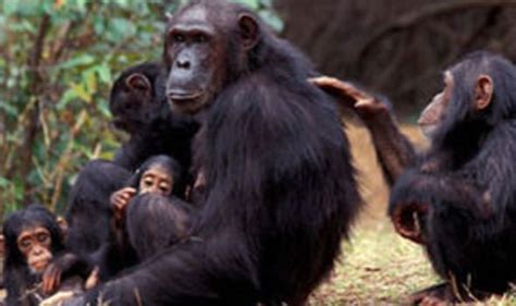 Chimps ‘mourn for loved ones’ | UK | News | Express.co.uk